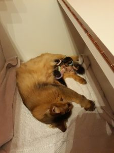 Litter A 17 March 2018 Vlierzele (BE) Litter A 17 March 2018 Vlierzele (BE)