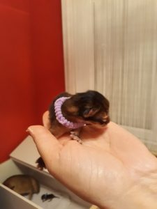 Alicia 17 March 2018 Vlierzele (BE) Alicia 17 March 2018 Vlierzele (BE)