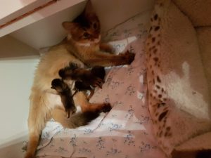 Xena and her kittens 21 March 2018 Vlierzele (BE) Xena and her kittens 21 March 2018 Vlierzele (BE)