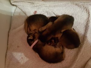 Litter A 23 March 2018 Vlierzele (BE) Litter A 23 March 2018 Vlierzele (BE)