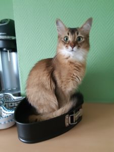 Xena 1 January 2020 today kattentaart i.s.o. mattentaart in Vlierzele (BE) Xena 1 January 2020 today kattentaart i.s.o. mattentaart in Vlierzele (BE)