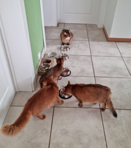 Asante, Alicia, Ronja & Xena 27 April 2021 Vlierzele (BE) Asante, Alicia, Ronja & Xena 27 April 2021 Vlierzele (BE)