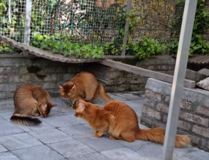 Ronja, Alicia & Asante 2 May 2021 Vlierzele (BE) Ronja, Alicia & Asante 2 May 2021 Vlierzele (BE)
